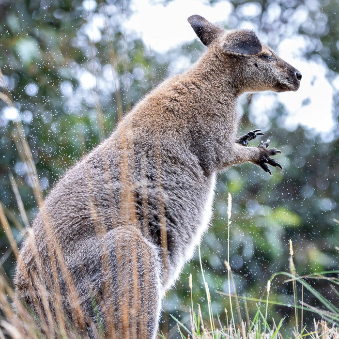 ApolloBay-3_thumb.webp